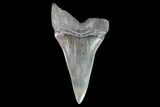 Bargain Fossil Mako Shark Tooth - Georgia #75080-1